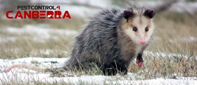 Possum Pest Control 4 Canberra 7 768x332