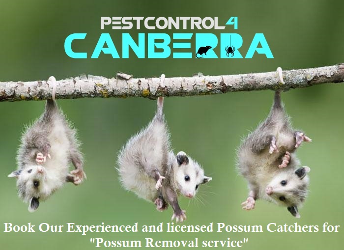 Possum Pest Control 4 Canberra 8