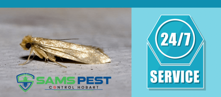 Sams Moth Control Hobart 1 768x338