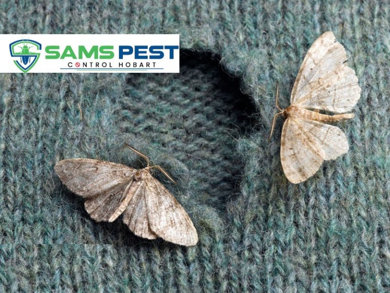 Sams Moth Control Hobart 12 768x576