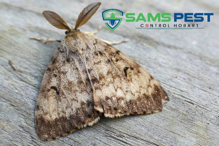 Sams Moth Control Hobart 8 768x512