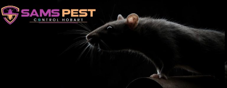 Sams Rodent Control Hobart 11 768x298