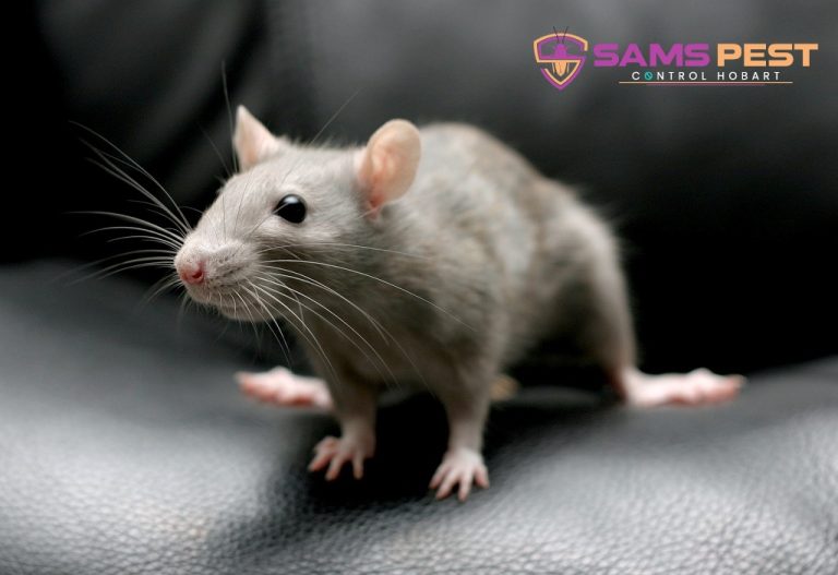 Sams Rodent Control Hobart 12 768x527