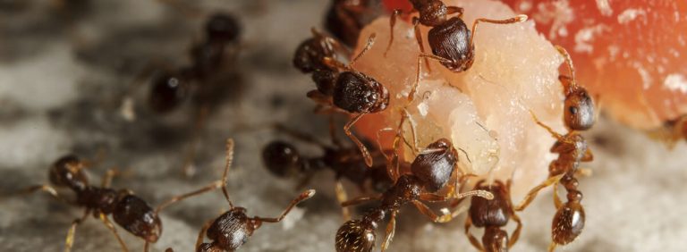 ant 2 768x282