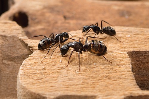 ants control services 500x500 1