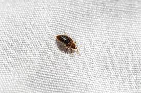 bed bug 12