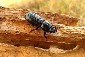 borer pic 121 Copy