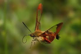 moth 22