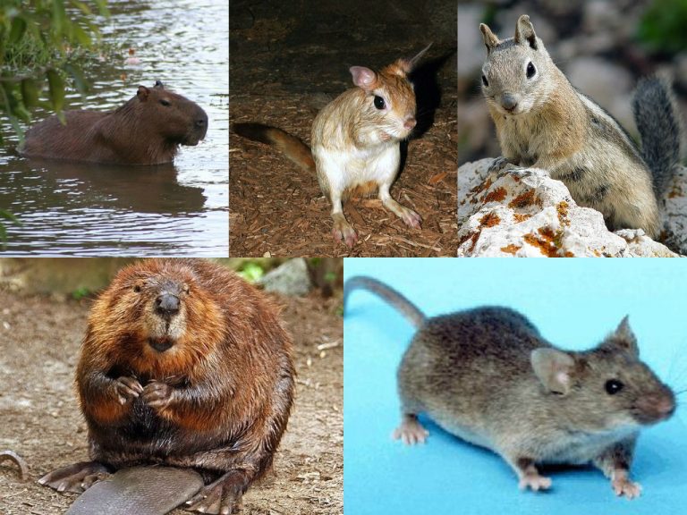 rodent 2 768x576
