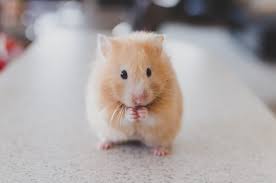 rodent 20