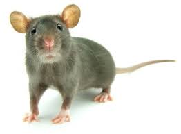 rodent 21