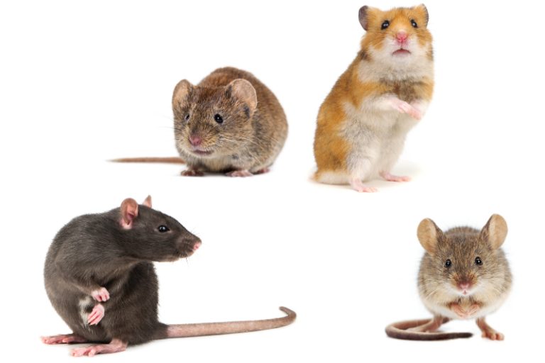 rodent 3 1 768x512