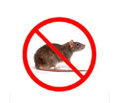 rodent 45 1