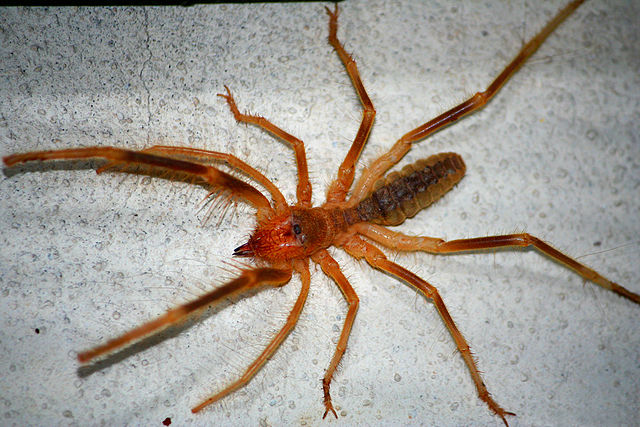 spider 0