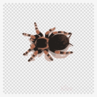 spider 00 1