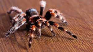 spider 12