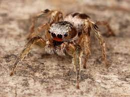 spider 32