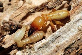 termite 212