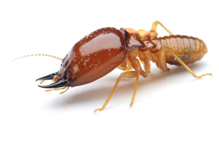 termite 3 768x508
