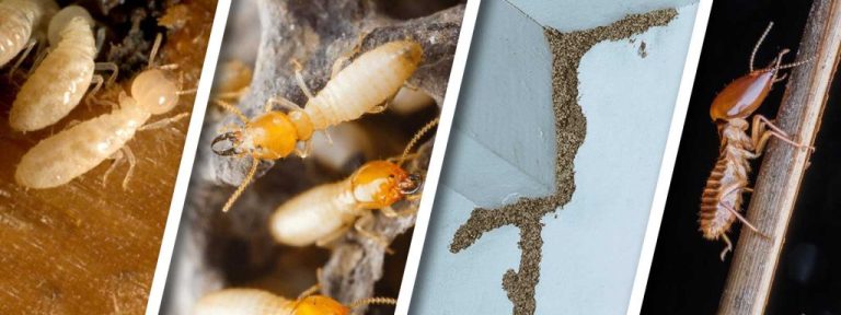 termite 6 768x288