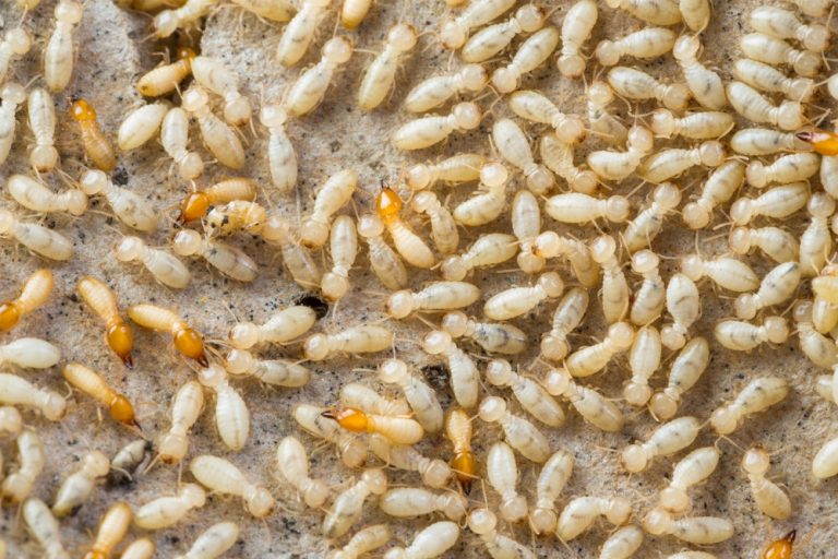 termite mama 768x512