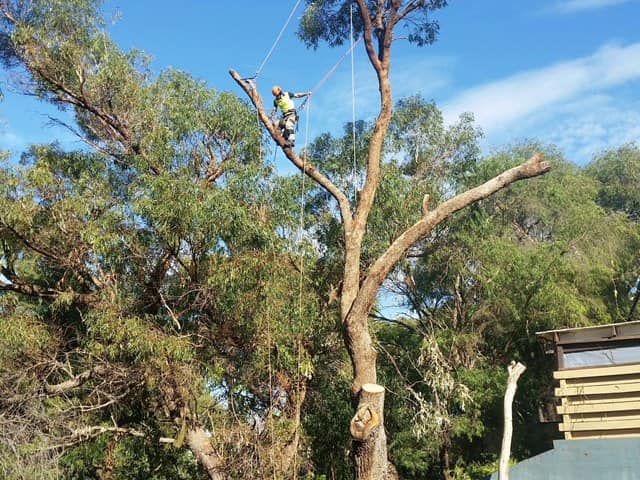 tree removal Hobart