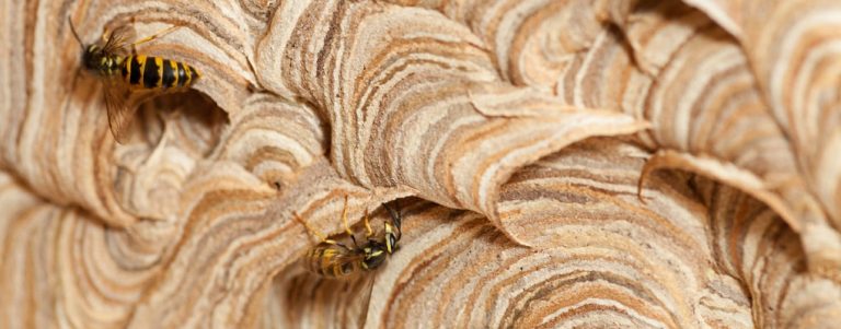 Bee and Wasp Removal Canberra 768x301