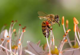 Bee control 2