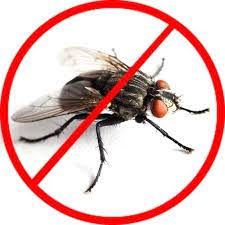 Flies