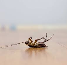 cockroach 1