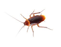 cockroach 21