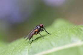 flies 33