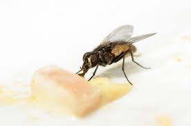 flies12