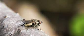 flies22