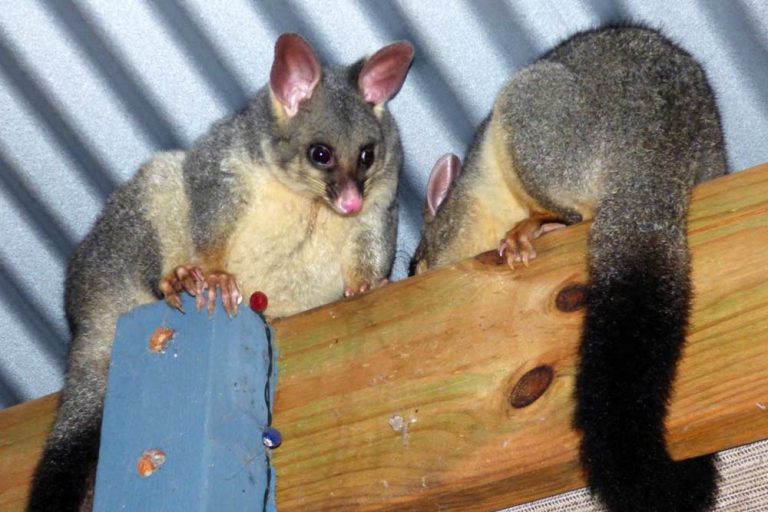 possum 2 768x512
