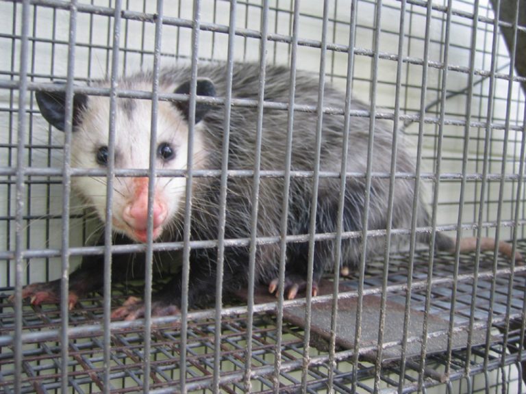 possum 3 768x576