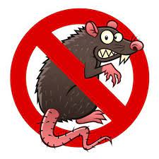 rodent 1
