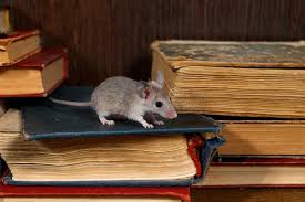 rodent 11