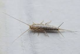 silverfish Copy