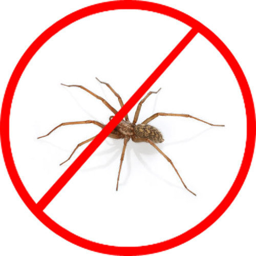 spider 1