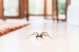 spider 2