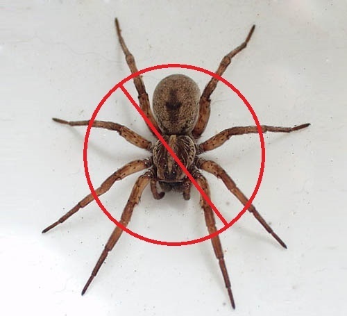 spider 3