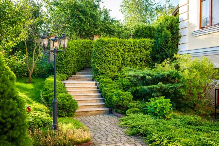 stone path paving garden bushes 768x512