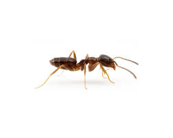 Ant..