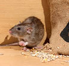 Rodent 1