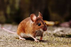 Rodent 12.
