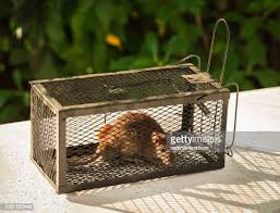 Rodent 12