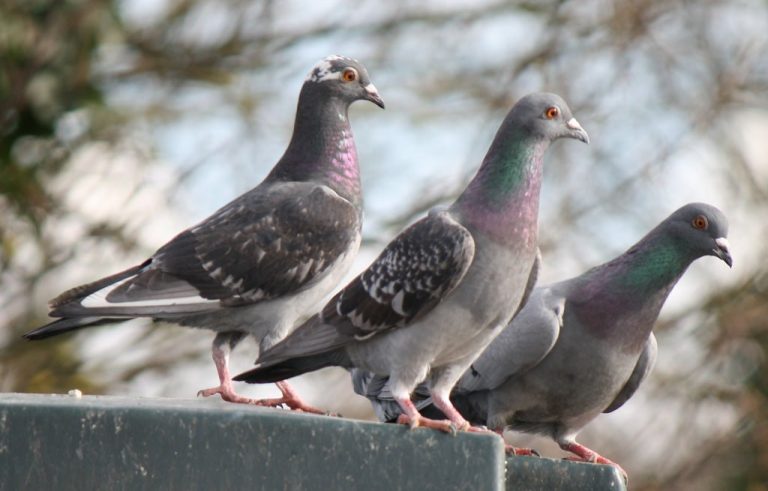 bird control in melbourne 768x491