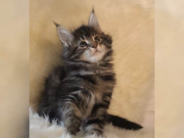 coon
