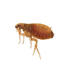 fleas 21 1